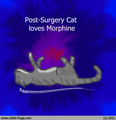 cat surgery